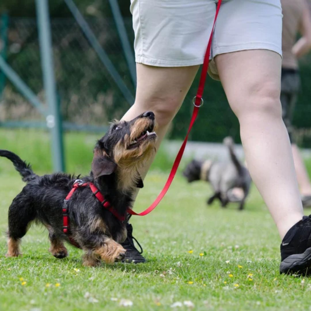 walking with dog